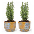 Set of 2 - Christmas Tree ‘Ellwoodii’ + Pot Echo - 30 cm tall