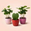 Plant set of 3 with mini pot - Love - Coffea Arabica - Pink/Red - Ø 6 cm
