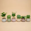Pflanzen set von 6 mit topf set San Juan - Kaktus mix - Ø 6 cm