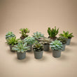Set of 3 - Succulent Mix Set - Assorted Succulents in 6 cm Pots (8–12 cm high)