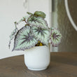 Begonia 26 cm - Potted - Grey Purple leaves - Artificial plant - UV - Indoor & Outdoor
