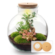 Bolder Bob Bonsai - Terrarium with light - Bottle garden DIY kit - Ø 31 cm ↑ 30 cm
