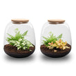 Emma Mini - Flaschengarten mit Korken - DIY Terrarium mit Pflanzen im Glas - Ø 19 cm ↑ 20 cm