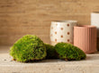 Live Cushion Moss - Premium Fresh Moss - Bun Moss - Pillow Moss - Leucobryum glaucum