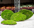 Moss Plate - Green moss – Set of 4 - Artificial moss