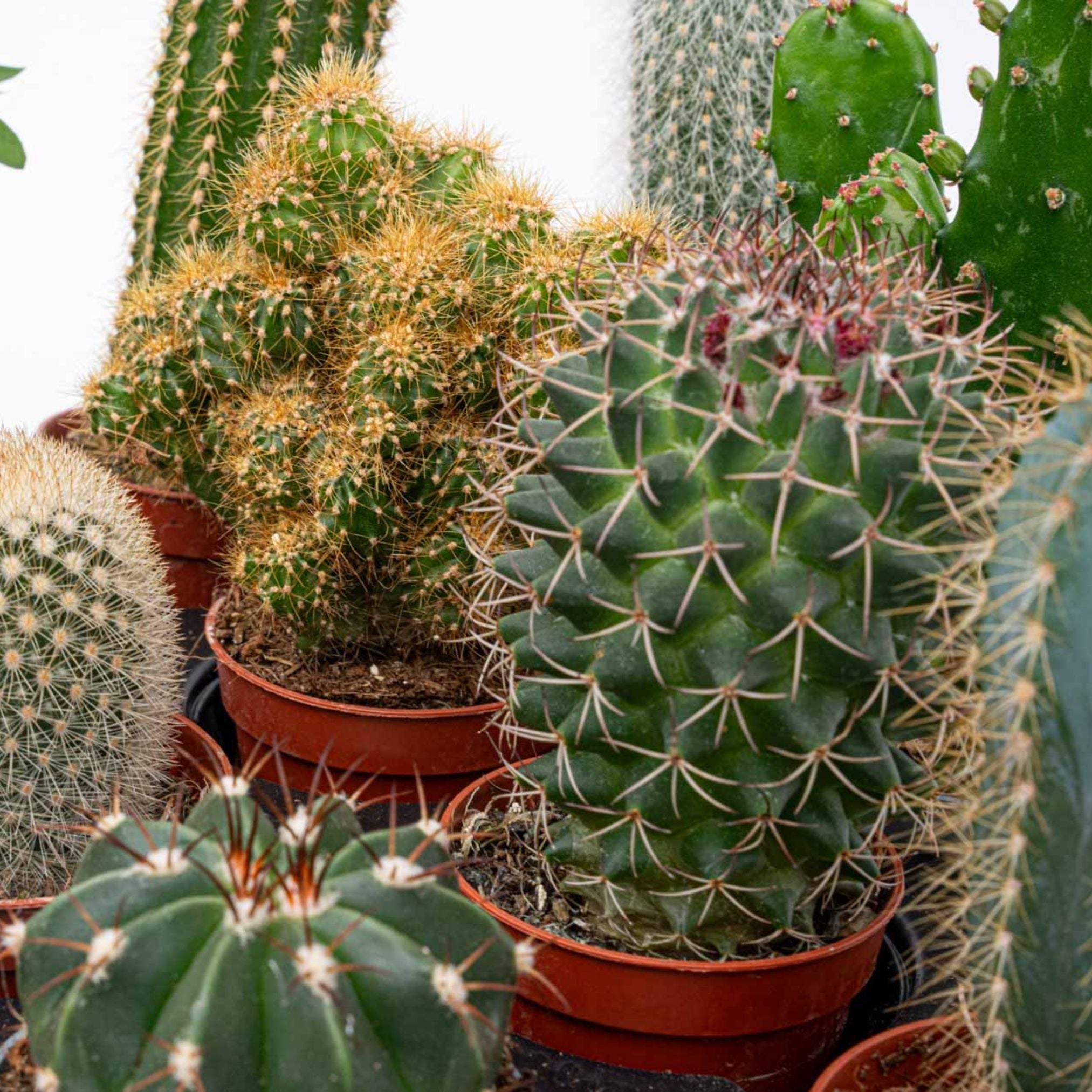 Cactus care guide: Everything you need to know about caring for cacti