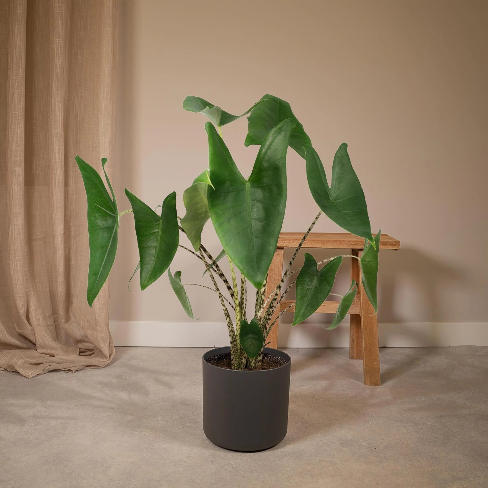 The Alocasia Zebrina: An Elegant Houseplant with a Quirky Character