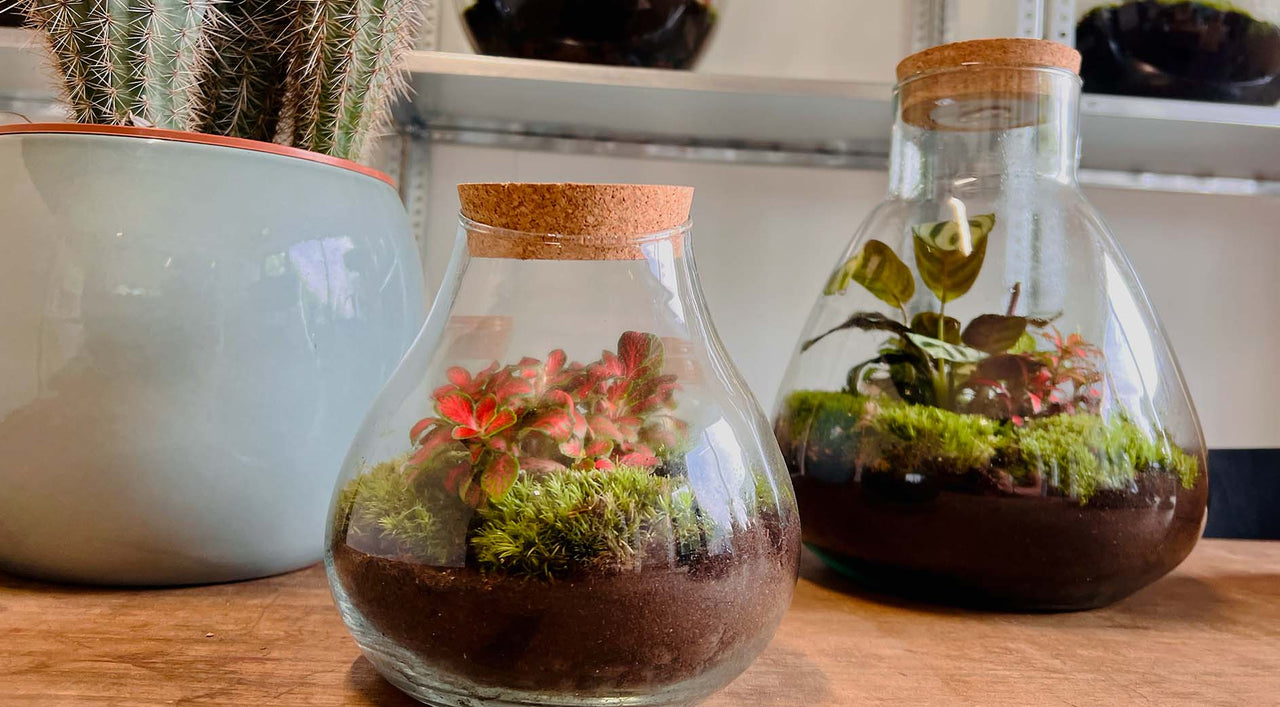 Which Plants Can Be Planted in a Closed Terrarium? urbanjngl