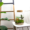 Buy Do-It-Yourself terrarium kit