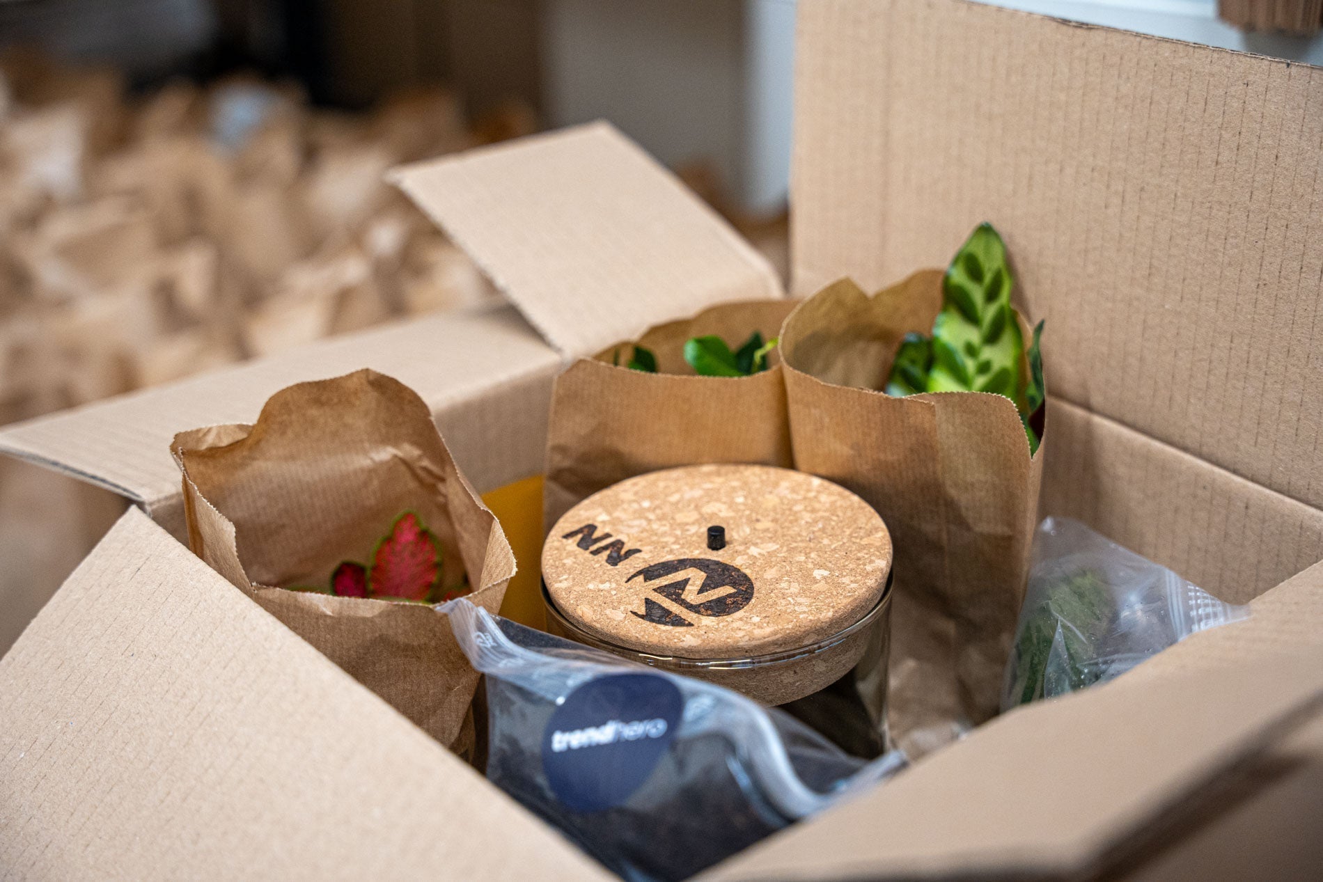 What to do after receiving your plant terrarium DIY kit?