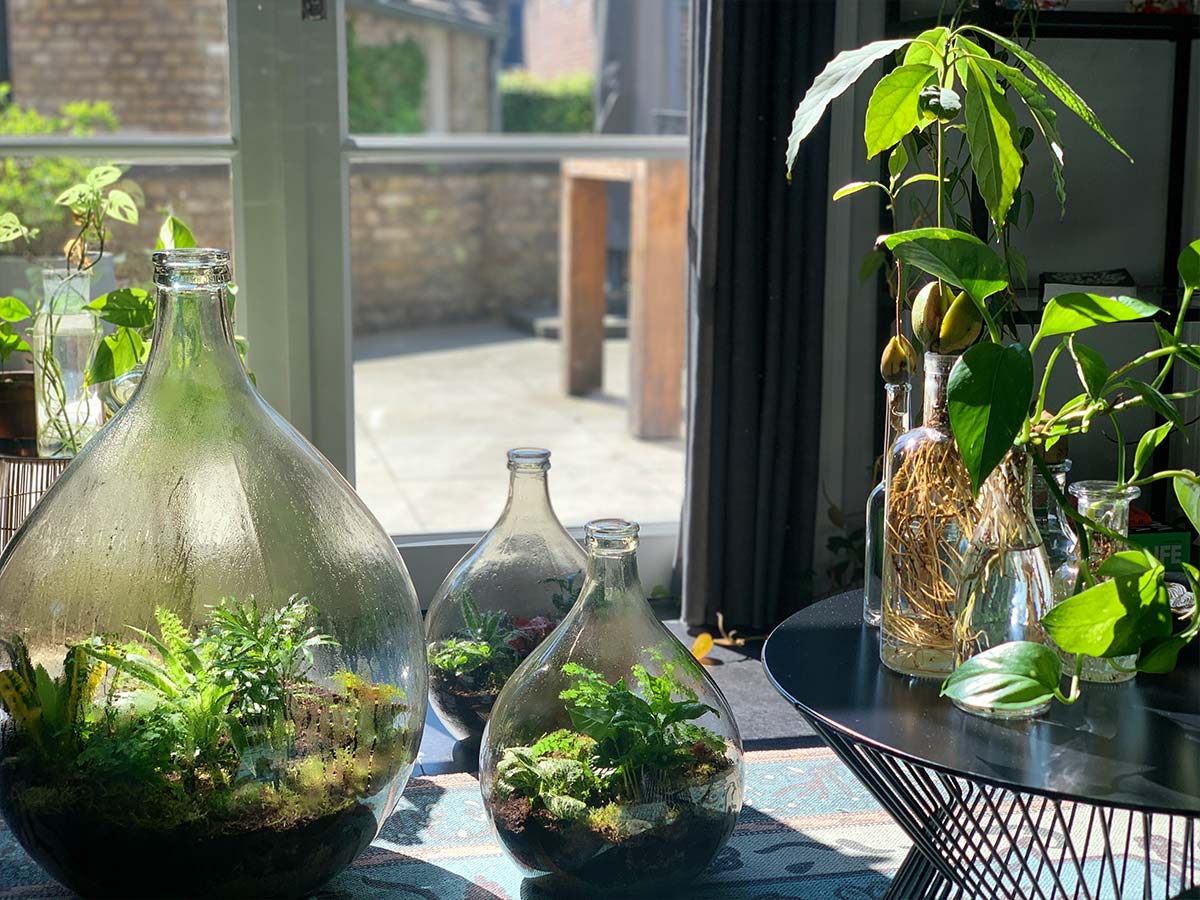 Sealed garden ecosystem in a glass bottle