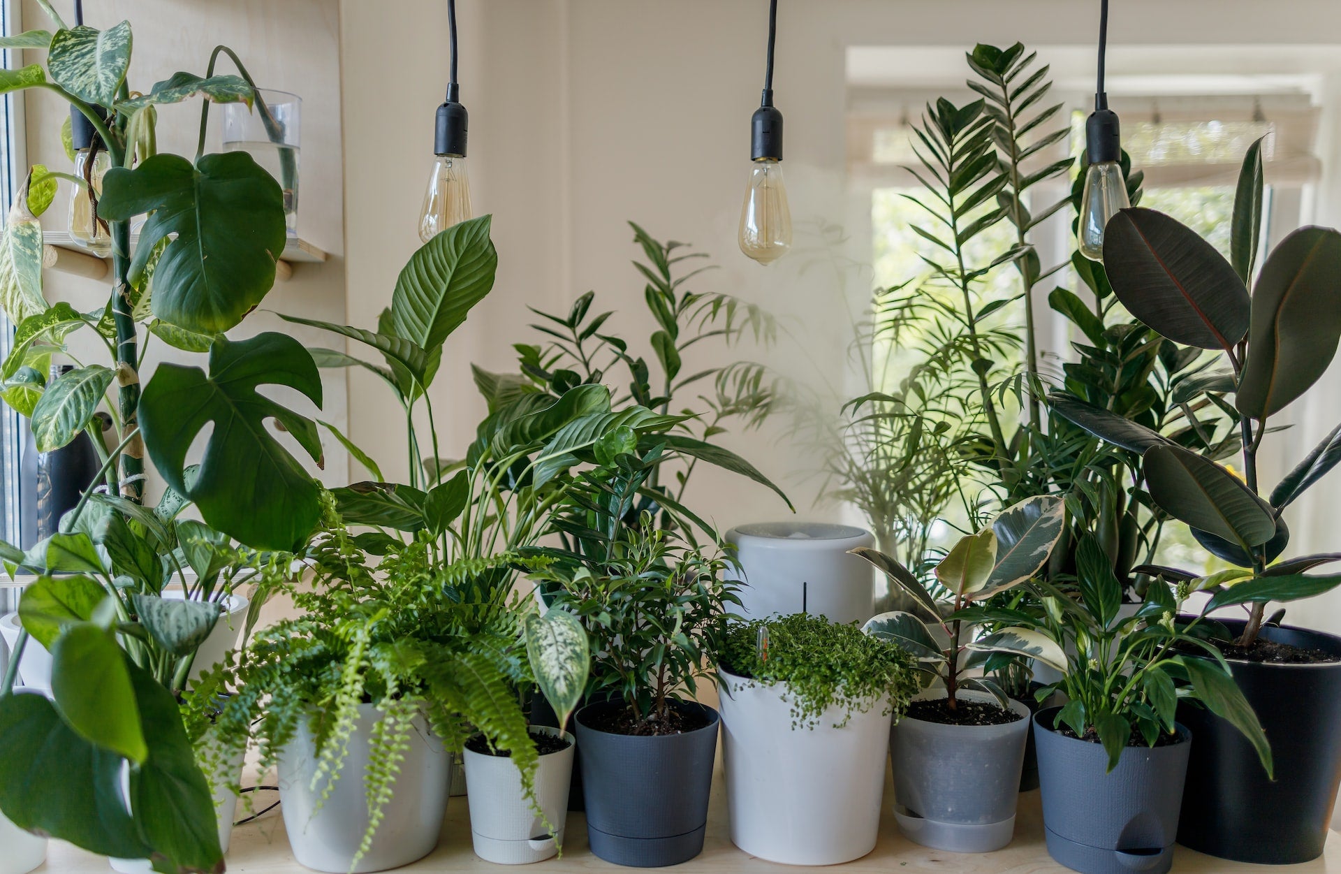 Houseplant tips