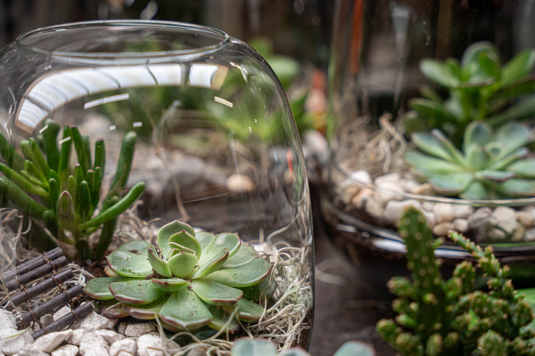 Open succulent terrarium with minimal care