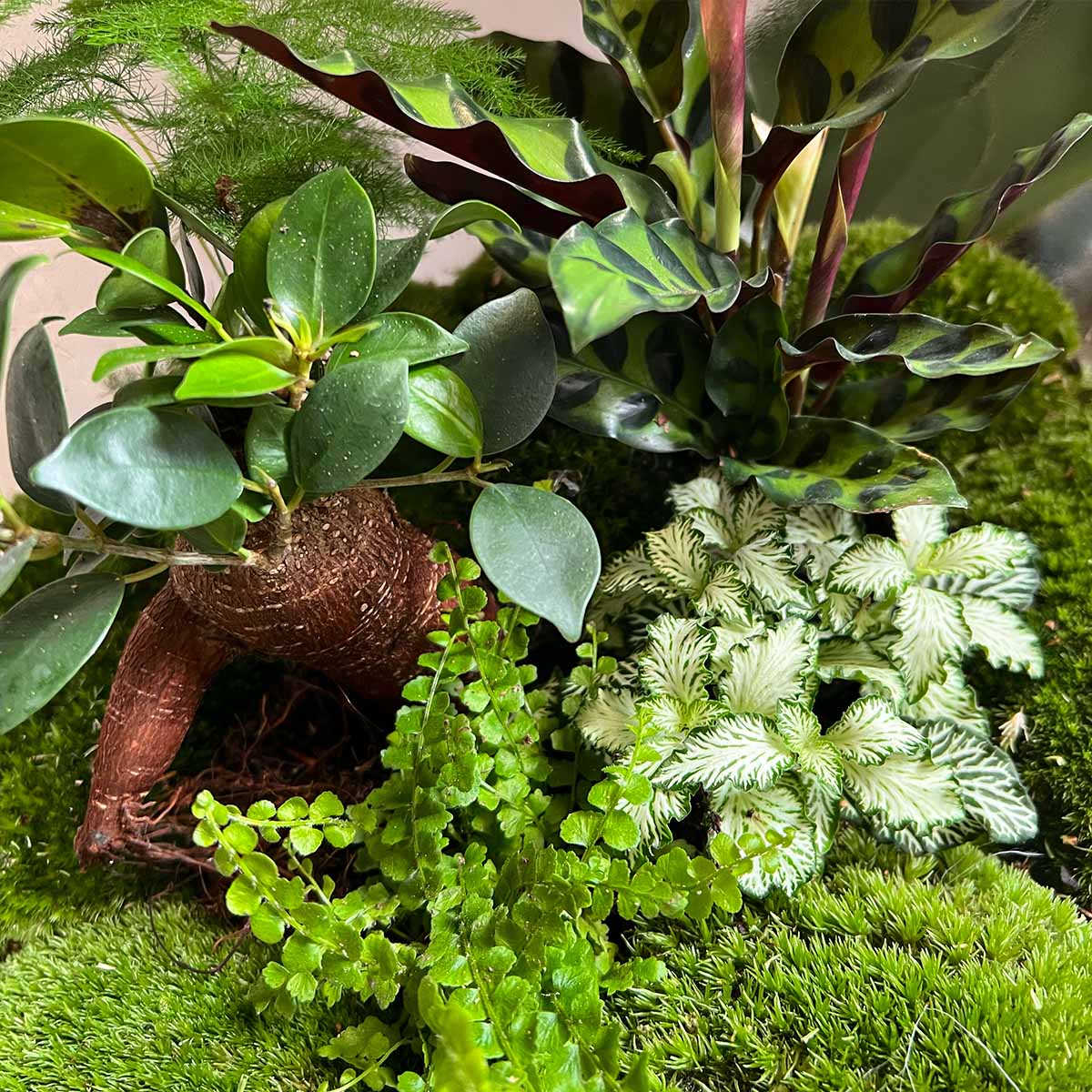 Terrarium tips: Heat and sunlight