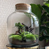 Terrarium: the perfect gift for any holiday