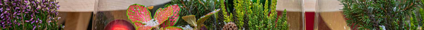 DIY: Style Your Own Christmas Plant Terrarium