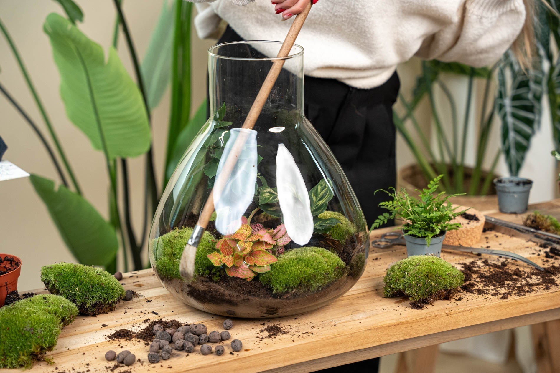 Brown leaves in a terrarium: Causes & prevention