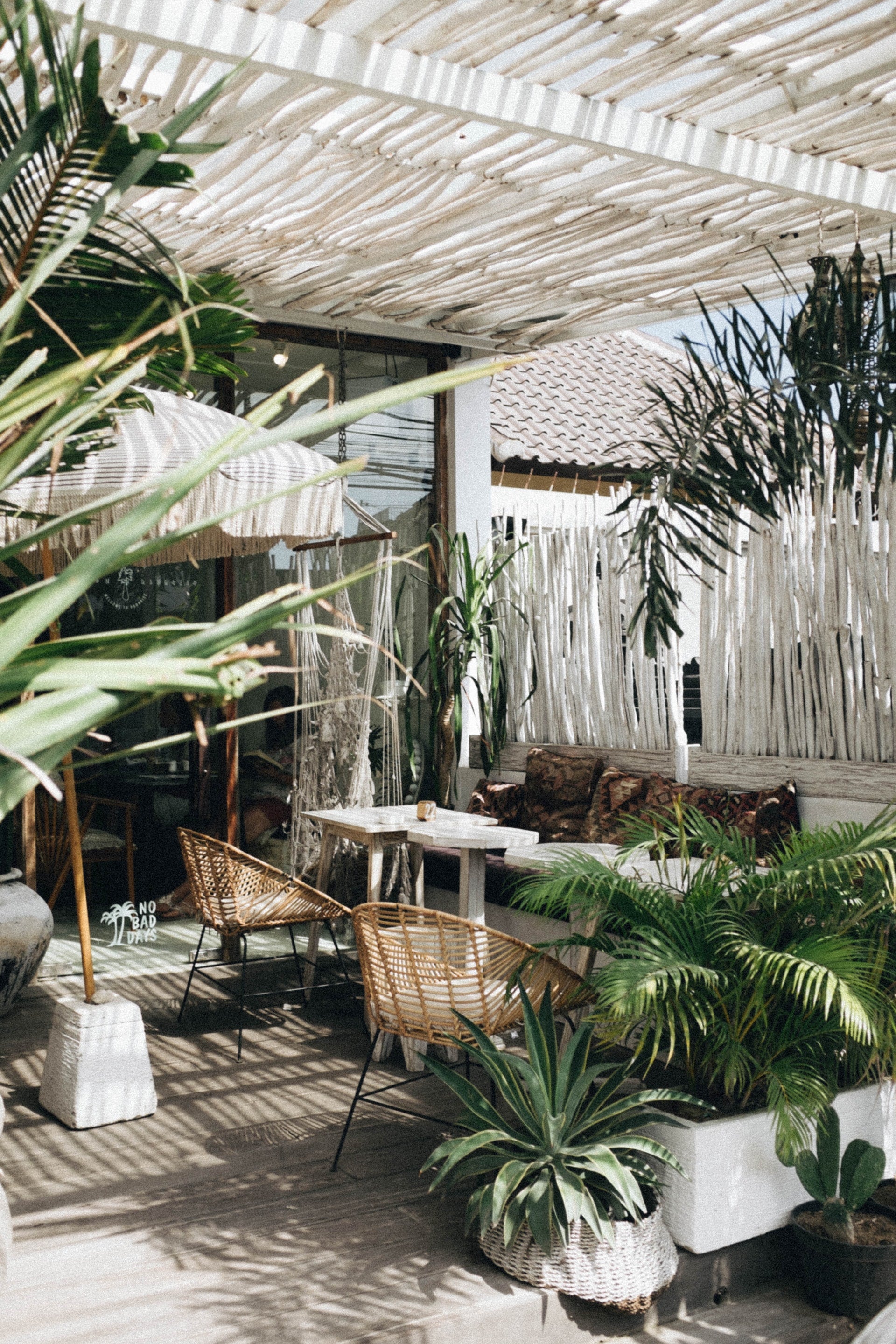 Palm trees in your urban jungle at home