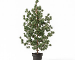 Christmas Trees and Plants