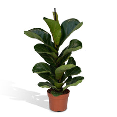 Ficus Lyrata - Tobacco Plant - Violet Leaf Plant