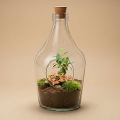 All open terrariums