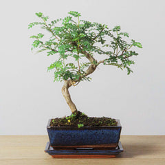 All Bonsai Trees