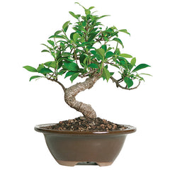 Bonsai