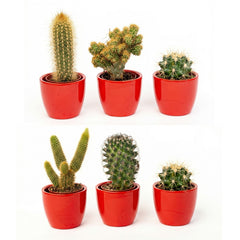 Mini plant sets