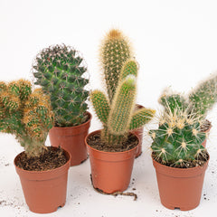 Cactus - Cacti