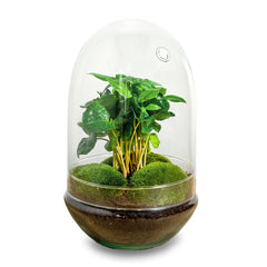 Egg terrariums