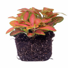 Fittonia: The versatile houseplant and terrarium favourite