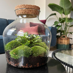 Flaschengarten - Ökosystem mit Pflanzen im Glas - Terrarium DIY Kit