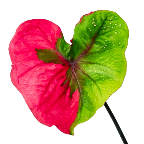 Valentine's Day Gifts