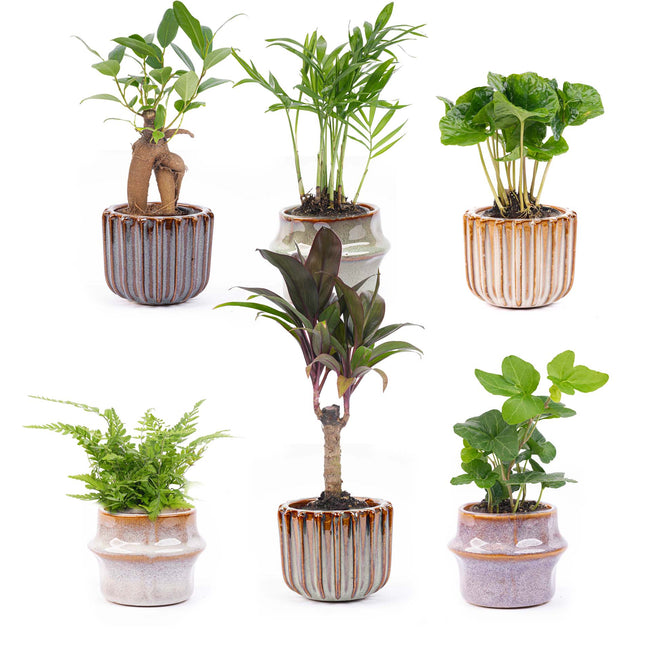 Mini plant set 6 - Including pot set Barcelona