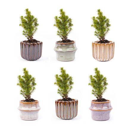 Mini Christmas tree set 6 - including pot set Barcelona + 20 LED lights