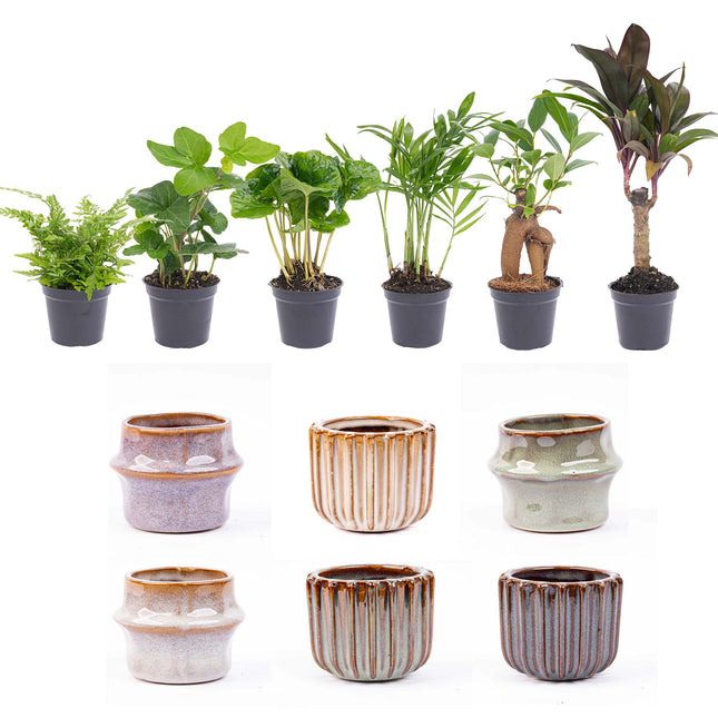 Mini plant set 6 - Including pot set Barcelona