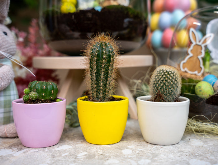 Spring is in the air!