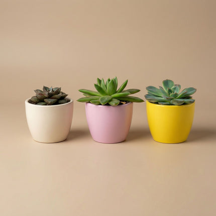 Pflanzenset aus 3 mit Mini-Topf - Pastel Spring - Gemischte Sukkulenten - Ø 6 cm