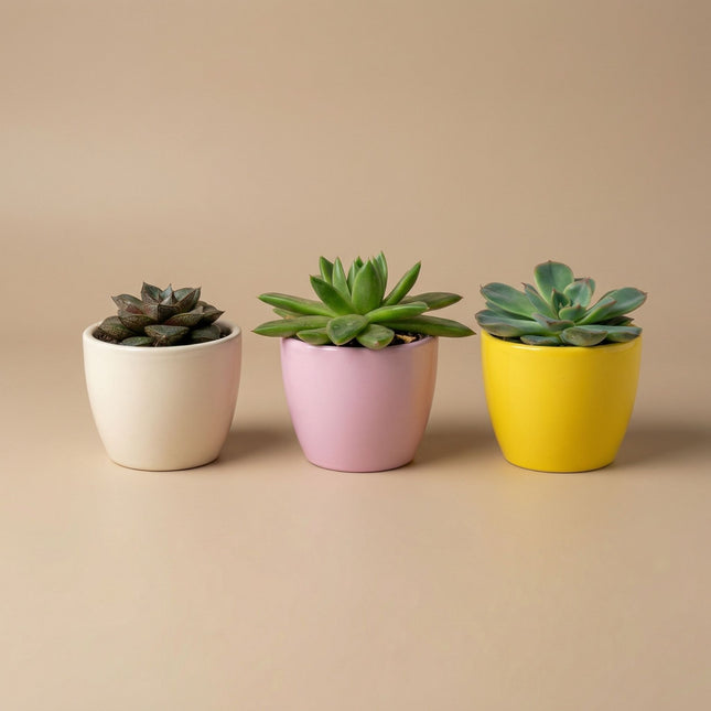 Pflanzenset aus 3 mit Mini-Topf - Pastel Spring - Gemischte Sukkulenten - Ø 6 cm