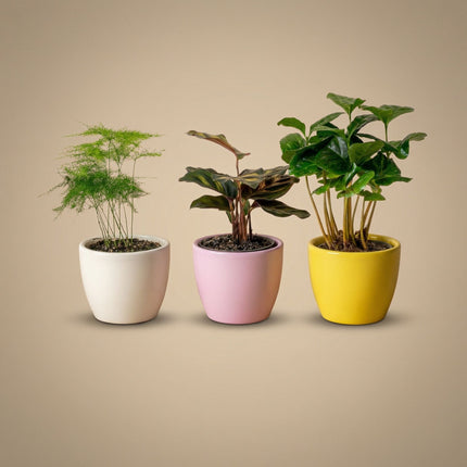 Pflanzenset aus 3 mit Mini-Topf - Pastel Spring - Gemischte Sukkulenten - Ø 6 cm