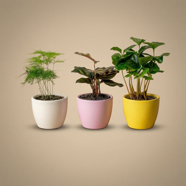 Pflanzenset aus 3 mit Mini-Topf - Pastel Spring - Gemischte Pflanzen - Ø 6 cm