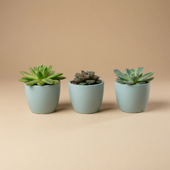 Plant set of 3 with mini pot - Blue/white - Succulents - Ø 6 cm