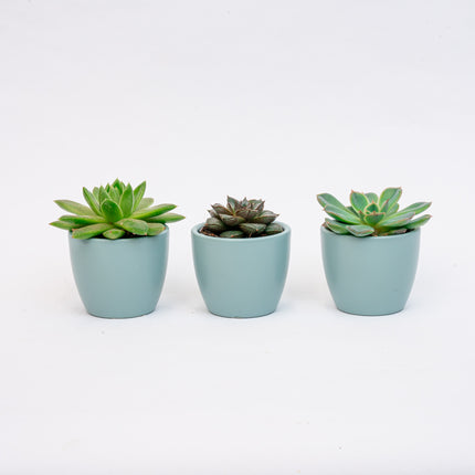 Pflanzenset aus 3 mit Mini-Topf - Blau/weiß - Gemischte Sukkulenten - Ø 6 cm