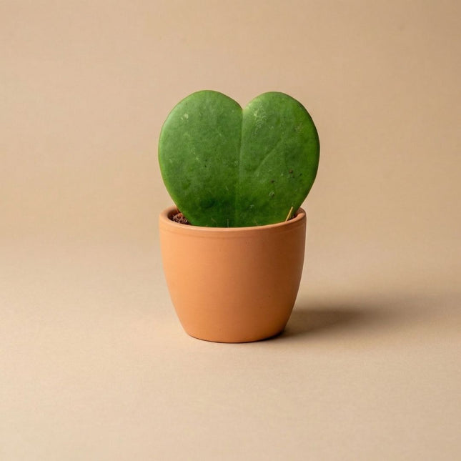 Toscana Matt - Mini Pflanzentopf - Kugeltopf Terrakotta - Ø 6 cm ↑ 6 cm