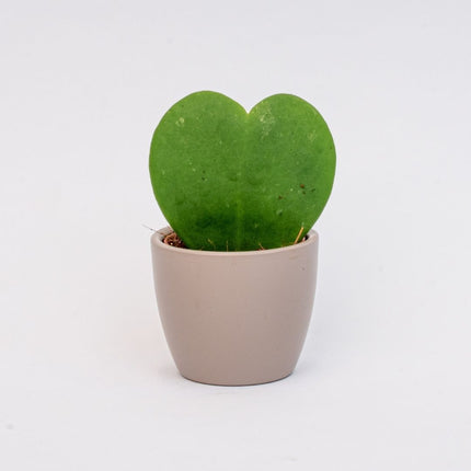 Steingrau Matt - Mini Pflanzentopf - Kugeltopf Taupe - Ø 6 cm ↑ 6 cm