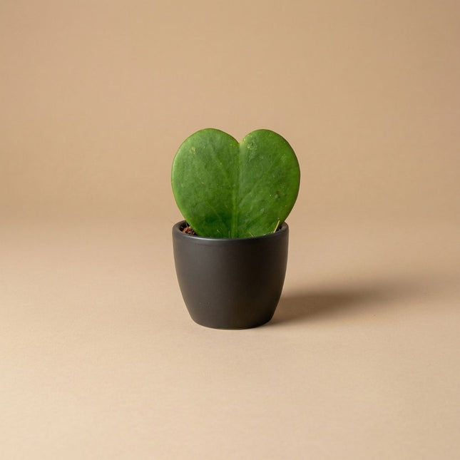 Anthracite Matte - Mini Plant Pot - Boule Pot Anthracite - Ø 6 cm ↑ 6 cm