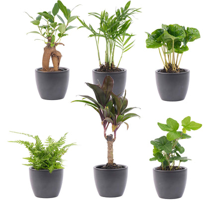 Mini plant set 6 - Includes 6x pot Boule anthracite