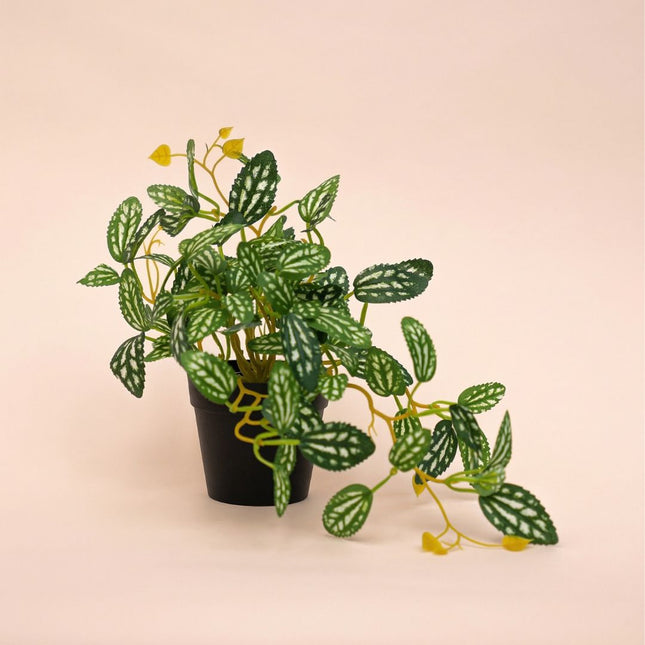 Pilea - Hängepflanze im Topf - Kunstpflanze - Grün/Weiß - ↑ 19 cm