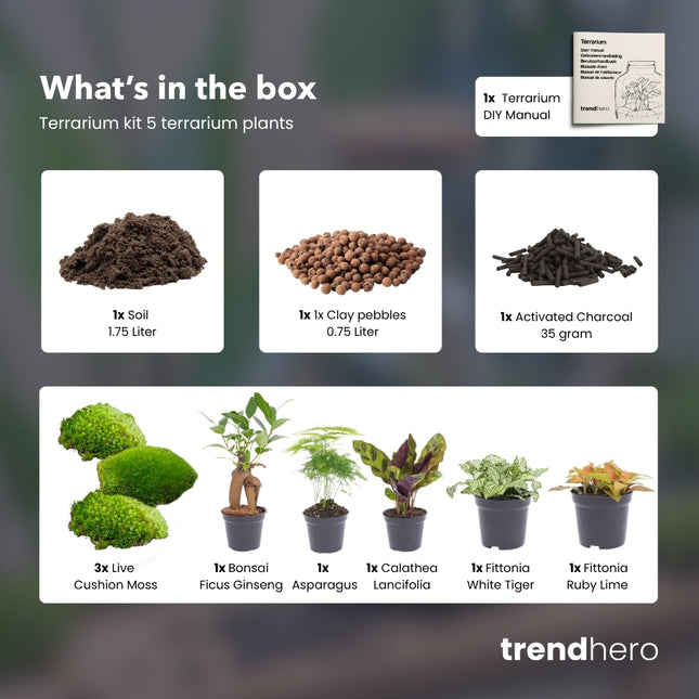 Flaschengarten Paket - 5 Pflanzen - Nachfüll & Starterpaket DIY - Pflanzenterrarium Nachfüllset