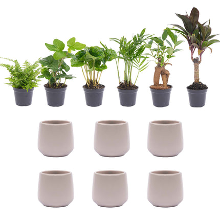 Set de mini plantas 6 - con 6x maceta Joey gris mate